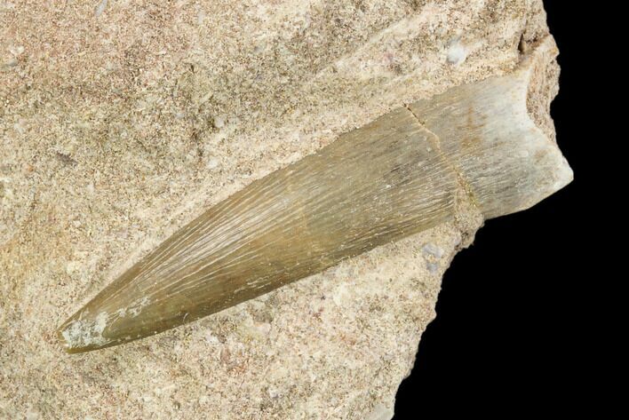 Fossil Plesiosaur (Zarafasaura) Tooth - Morocco #119662
